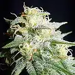 Perfect Power Plant Auto - Bulk Seed Bank