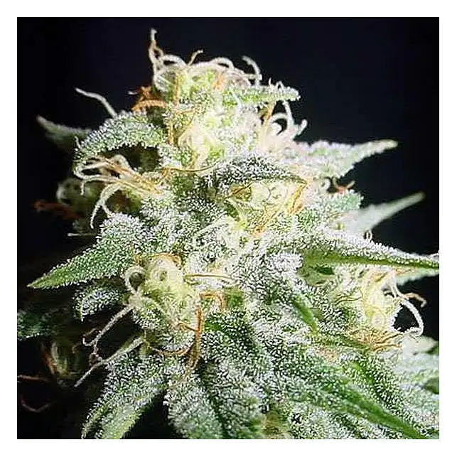 Perfect Power Plant Auto - Bulk Seed Bank