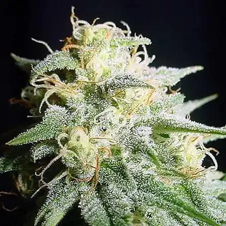 Perfect Power Plant Auto - Bulk Seed Bank