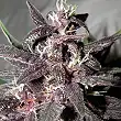 Purple Glam Kush Auto - Bulk Seed Bank Purple Glam Kush Auto - Bulk Seed Bank