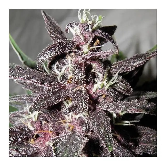 Purple Glam Kush Auto - Bulk Seed Bank