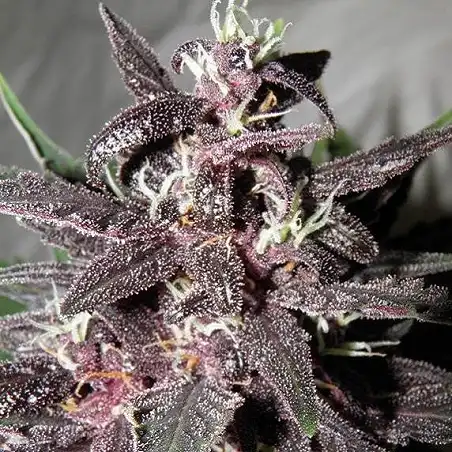 Purple Glam Kush Auto - Bulk Seed Bank