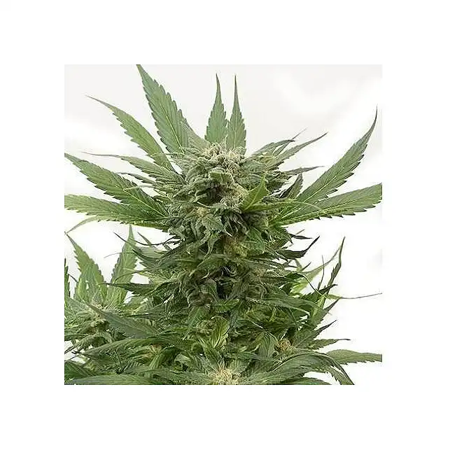 Sour Diesel Auto Bulk Seed Bank