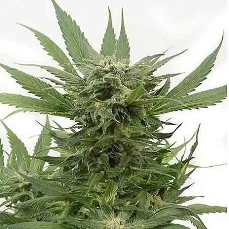Sour Diesel Auto Bulk Seed Bank