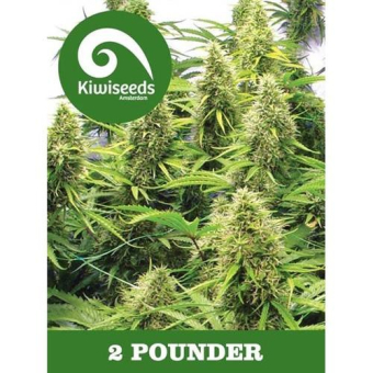 2 Pounder Feminized - Kiwi Seeds