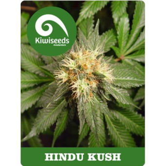Hindu Kush Feminized - Kiwi Seeds