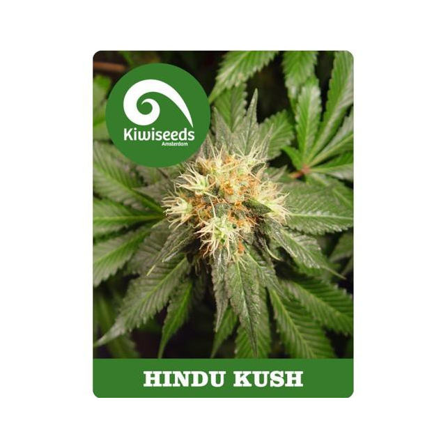 Hindu Kush Feminizada - Kiwi Seeds