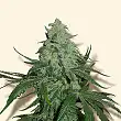 Special Skunk Auto - Bulk Seed Bank