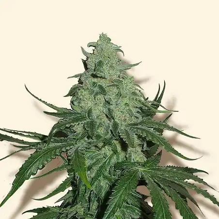 Special Skunk Auto - Bulk Seed Bank