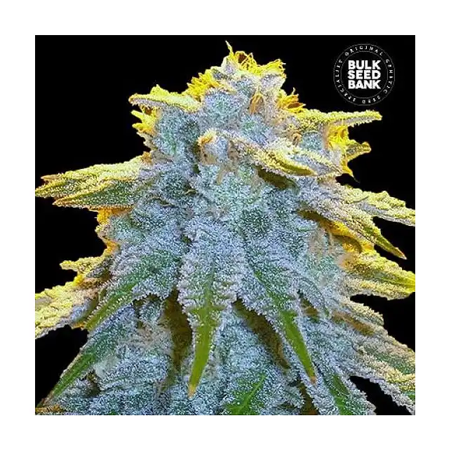 Sweet Tooth Auto - Bulk Seed Bank