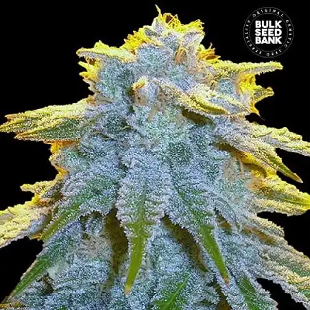 Sweet Tooth Auto - Bulk Seed Bank