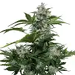 Wild Dwarf Auto - Bulk Seed Bank