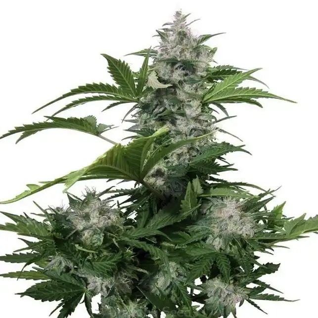 Wild Dwarf Auto - Bulk Seed Bank