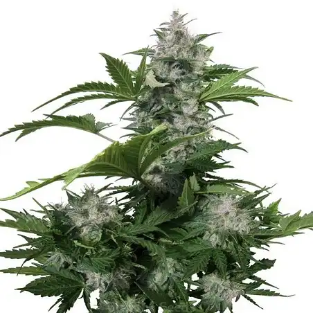 Wild Dwarf Auto - Bulk Seed Bank