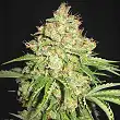 White Prussian Auto Bulk Seed Bank