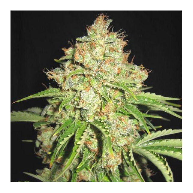 White Prussian Auto - Bulk Seed Bank