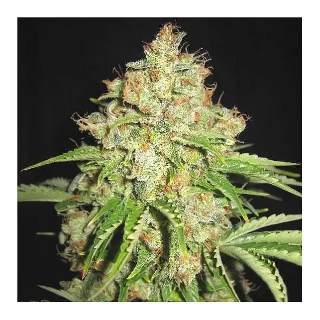 White Prussian Auto Bulk Seed Bank