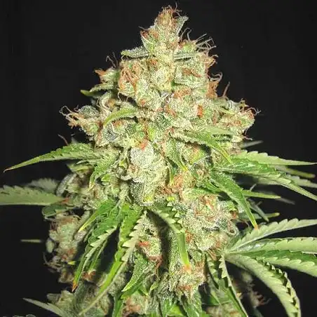 White Prussian Auto Bulk Seed Bank