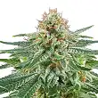 White Widow Auto Bulk Seed Bank