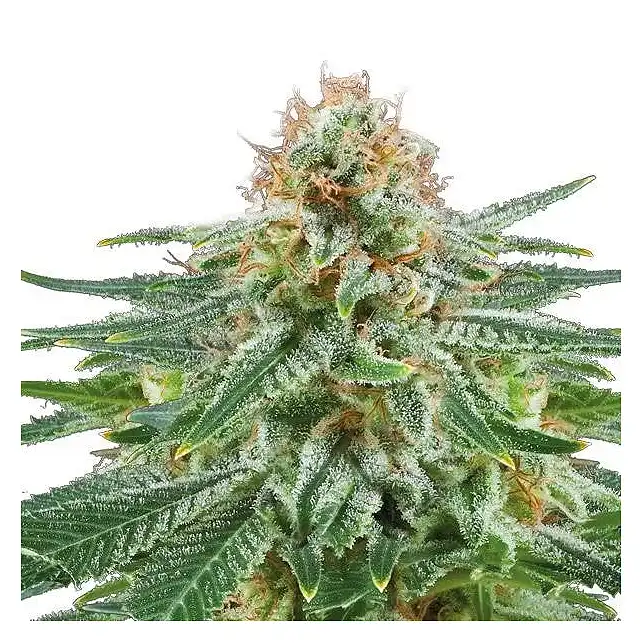 White Widow Auto Bulk Seed Bank