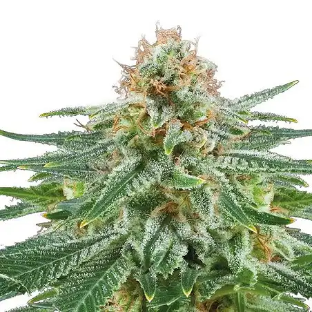 White Widow Auto Bulk Seed Bank