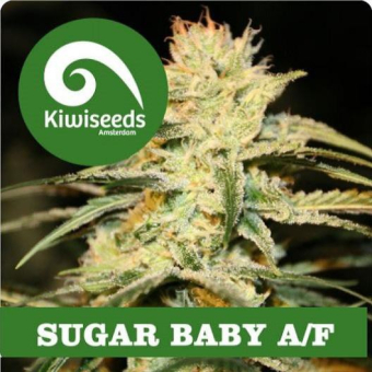 Sugar Baby - Kiwi Seeds