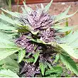 Auto Dark Purple - Delicious Seeds