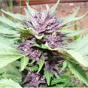 Auto Dark Purple - Delicious Seeds