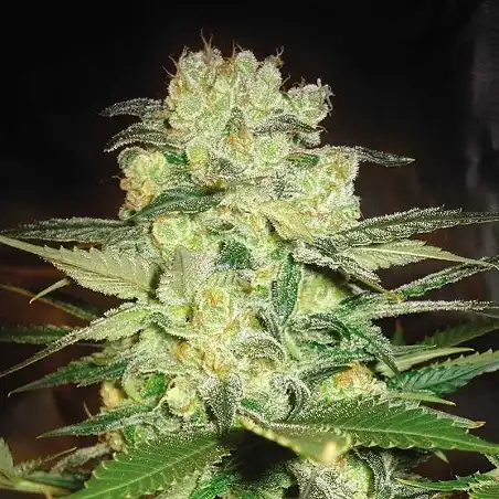 Medical Collection World Of Seeds 4