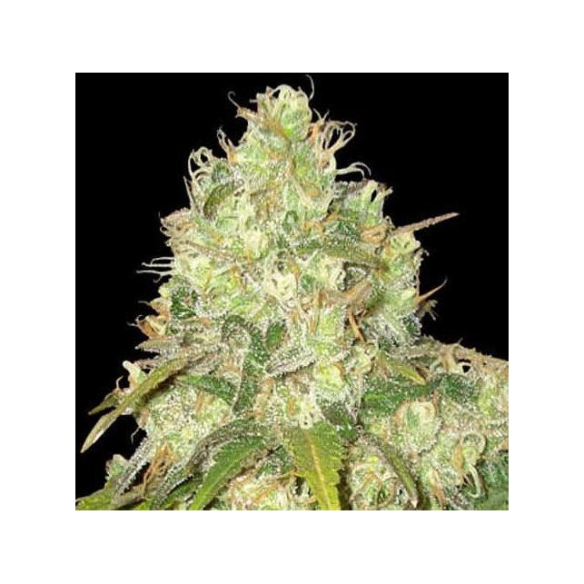 Medical Collection World Of Seeds 4