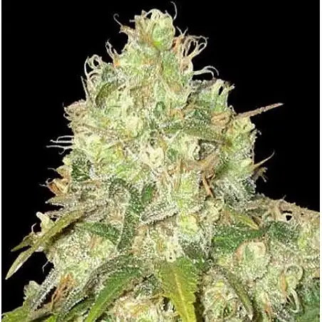 Medical Collection World Of Seeds