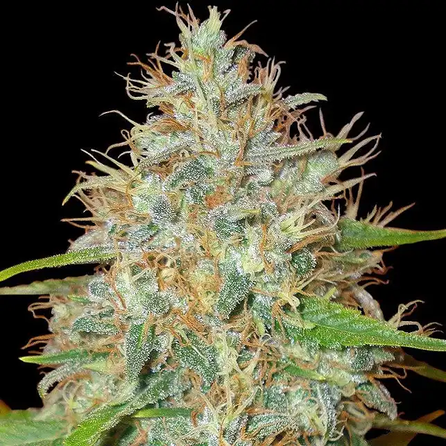 Medical Collection World Of Seeds 1
