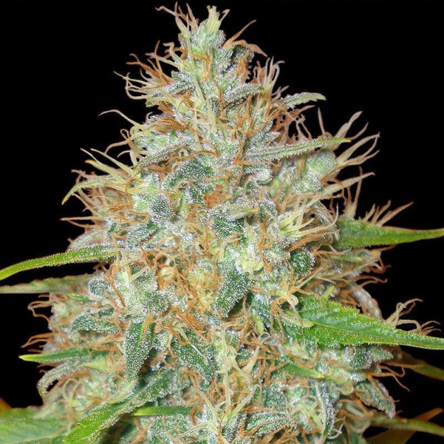 Medical Collection World Of Seeds 4