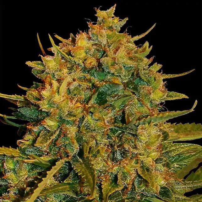 Autoflowering Collection World Of Seeds 4