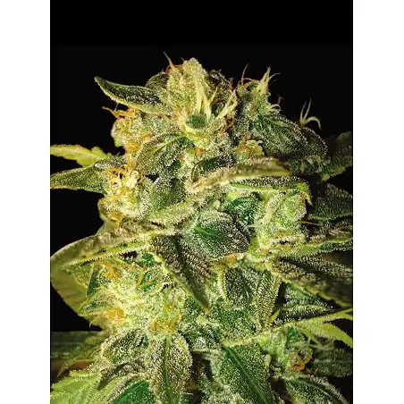 Autoflowering Collection World Of Seeds