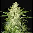 Autoflowering Collection World Of Seeds 2 Autoflowering Collection World Of Seeds 2
