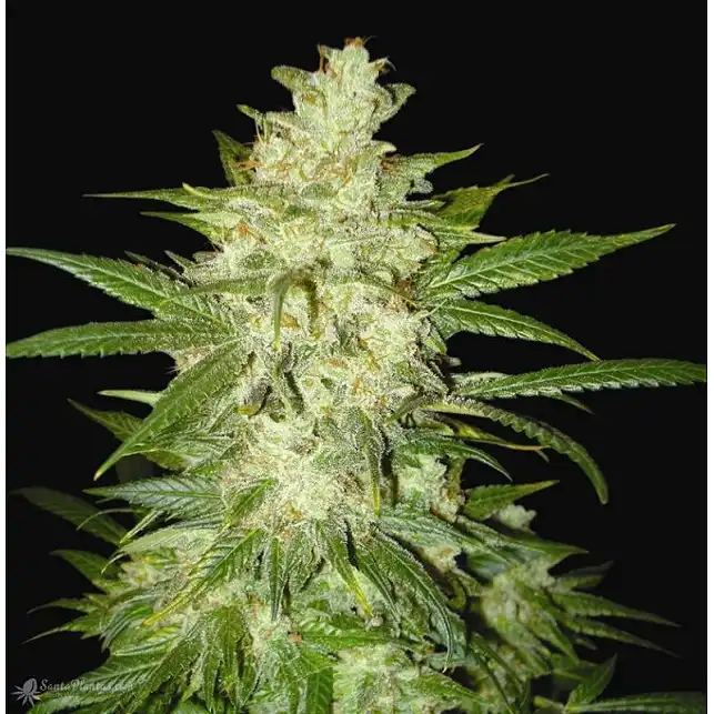 Autoflowering Collection World Of Seeds 2