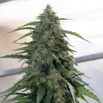 Syrup Auto Regular