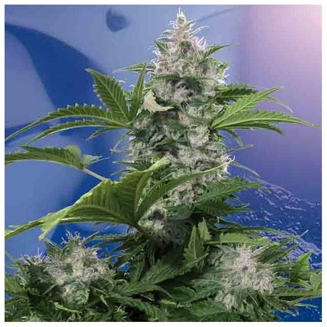 White Dwarf Auto Regular
