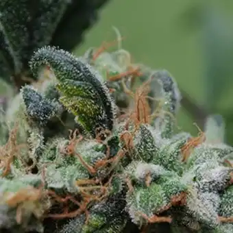 Blueberry Cheesecake - Female Seeds