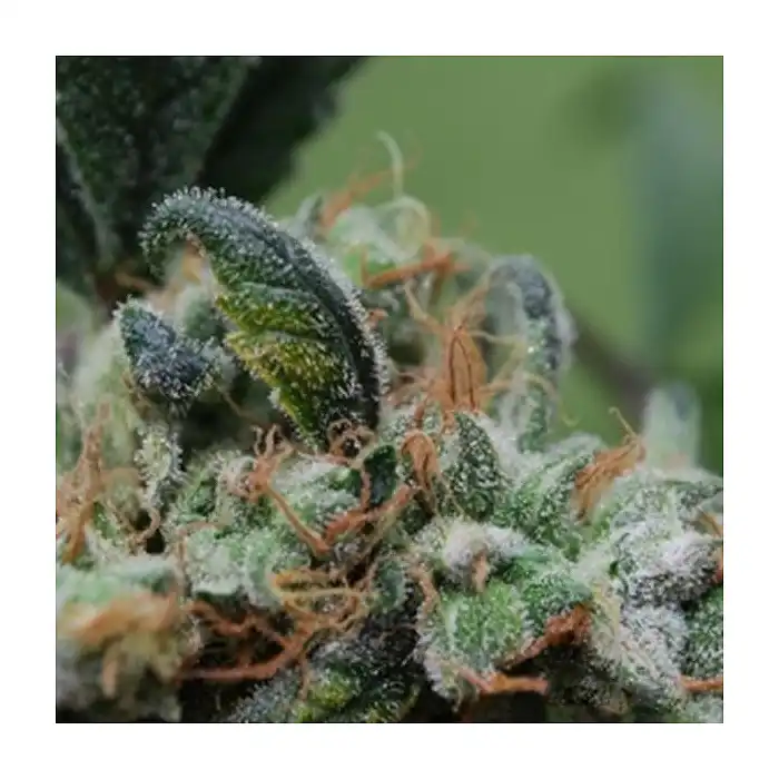 Blueberry Cheesecake - Female Seeds