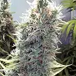 SexBud - Female Seeds