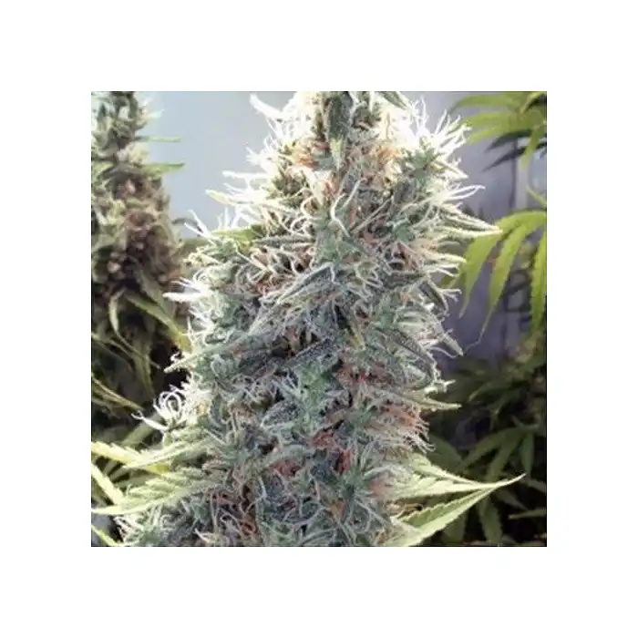 SexBud - Female Seeds