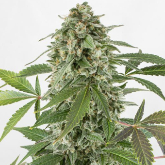 White Widow Auto - White Label