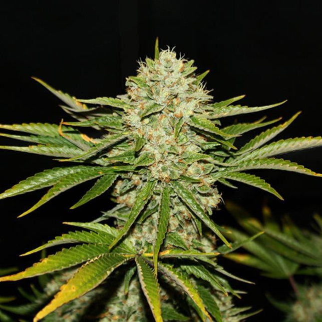 Wreckage TH Seeds Feminized 1