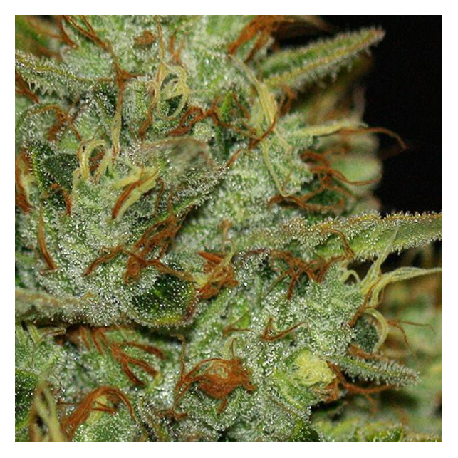 Wreckage TH Seeds Feminized 1