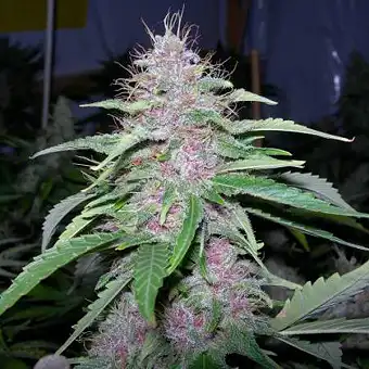 Bubblegum TH Seeds Feminizada