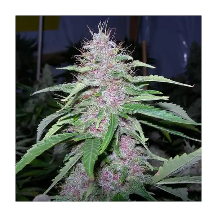 Bubblegum TH Seeds Feminized
