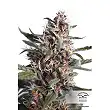 Auto Blackberry Kush - Dutch Passion