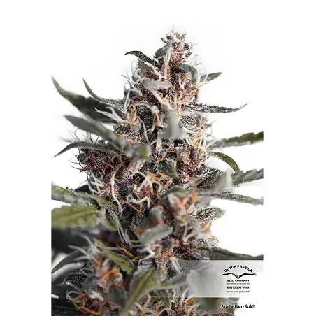 Auto Blackberry Kush - Dutch Passion